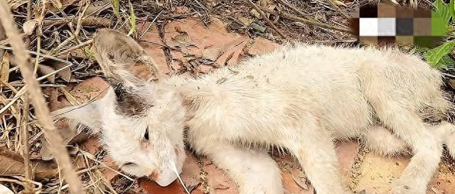 朝阳区高风险区域有哪些(北京朝阳一地调整为高风险地区)