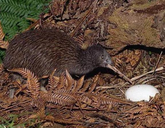 【繁昌零号病人1传37/繁昌出现了新型冠状病毒吗】